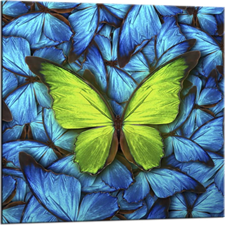 Obraz Styler Glasspik Blue Butterfly