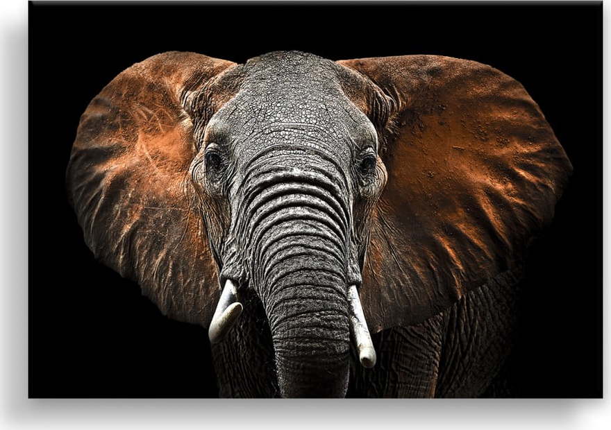 Obraz Styler Canvas Silver Uno Elephant